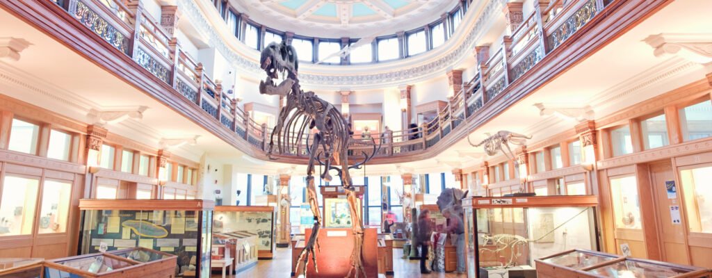 Redpath Museum, dinosaure squellette photo
