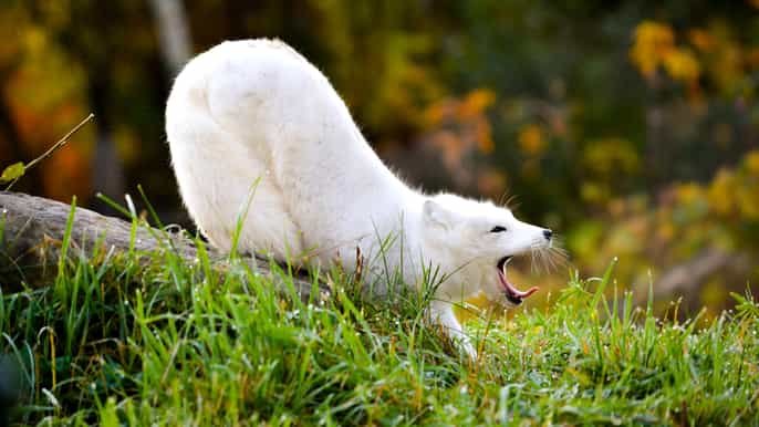 Ecomuseum Zoo, wolf photo