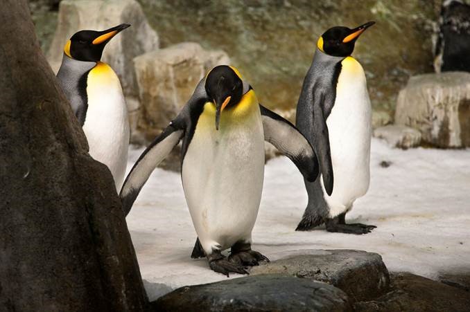 The Sub-Antarctic Islands