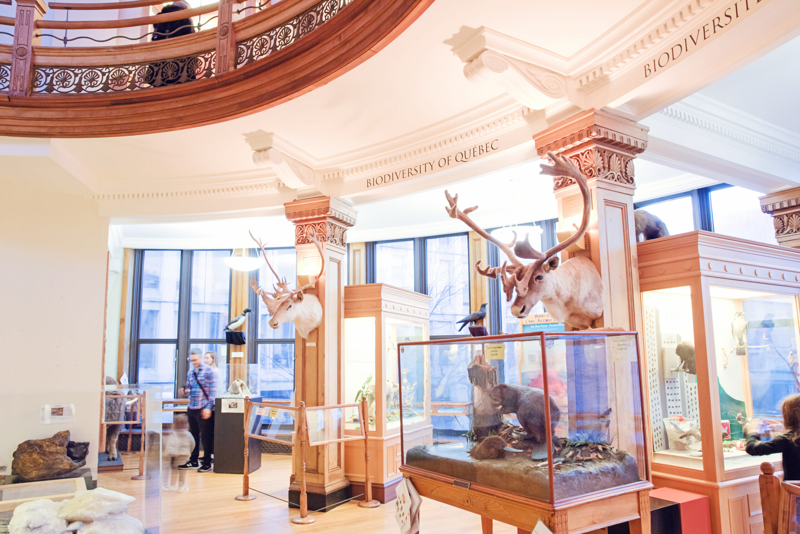 Geological History and Quebec's Biodiversity