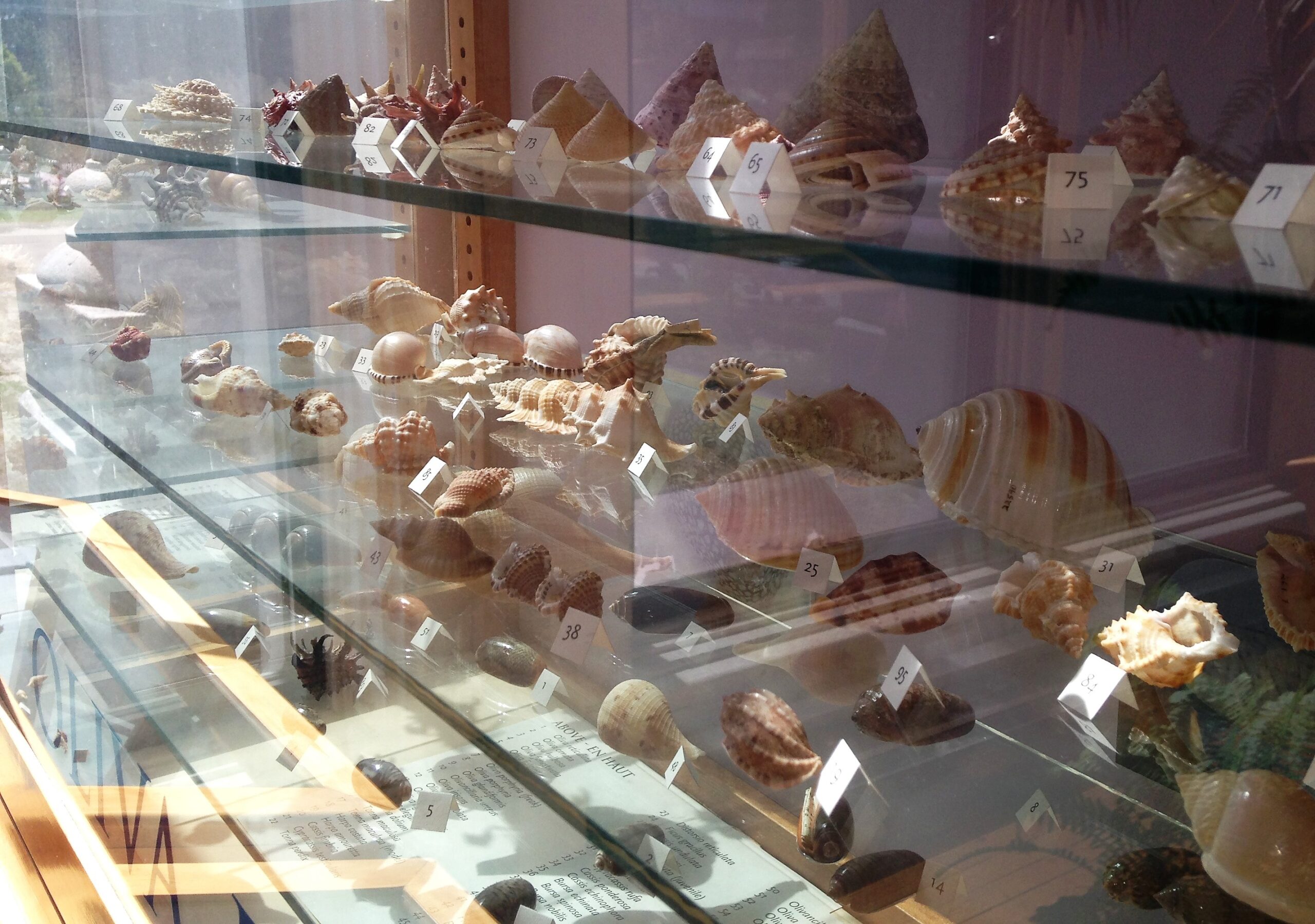 Conchologycitus: The Abe Levine Shell Collection